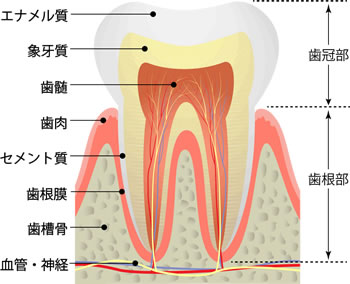 虫歯治療